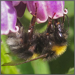 Garden Bumblebee, Bombus hortorum