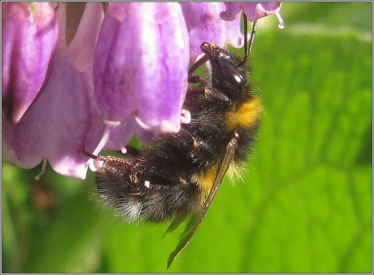 Garden Bumblebee, Bombus hortorum