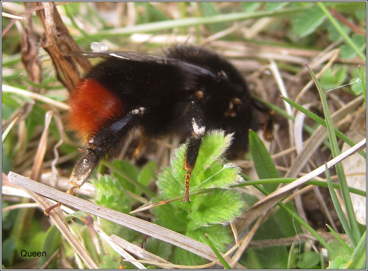 Red-tailed Bumblebee, Bombus lapidarius