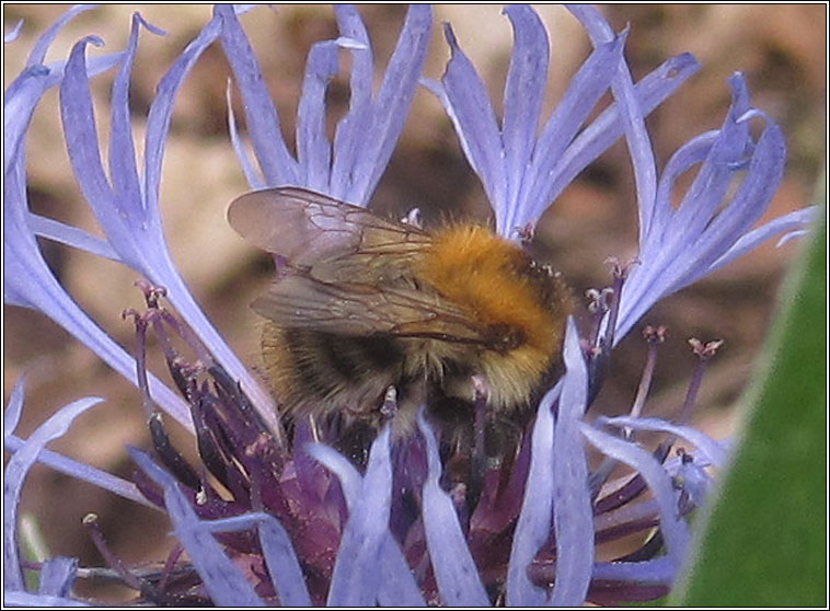 Common Carder Bee, Bombus pascuorum