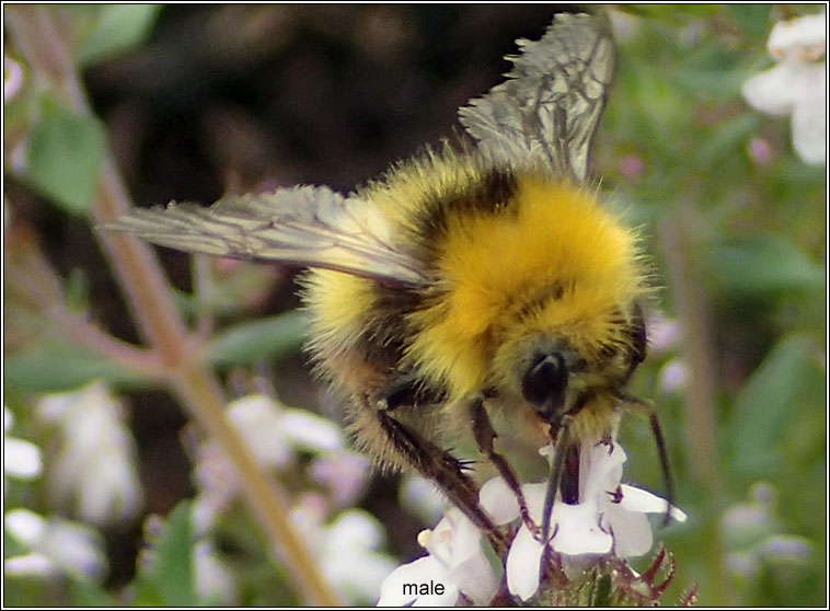 Early Bumblebee, Bombus pratorum