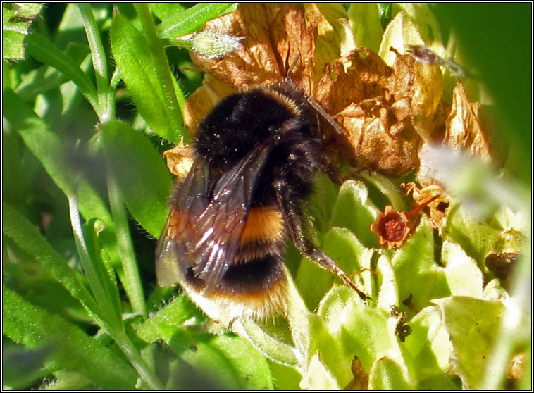 Buff-tailed Bumblebee, Bombus terrestris