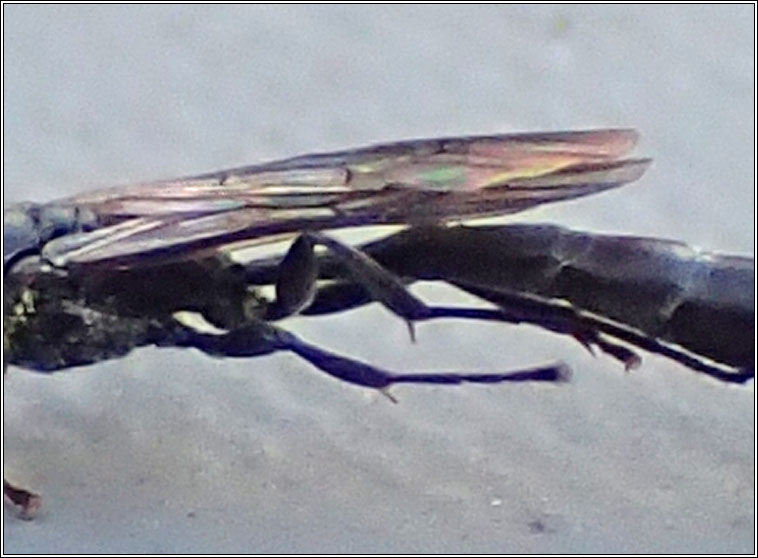 Trypoxylon attenuatum, Slender Wood Borer Wasp