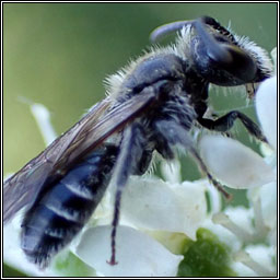 Andrena minutula, Common Mini-mining Bee