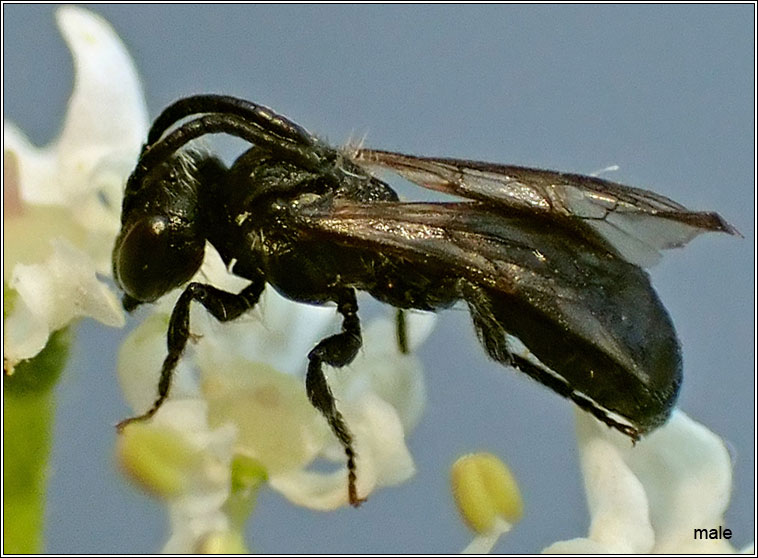 Andrena minutuloides, Plain Mini-mining Bee