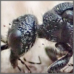 Myrmosa atra, Black-headed Velvet Ant