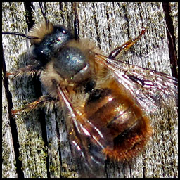 Red Mason Bee, Osmia bicornis