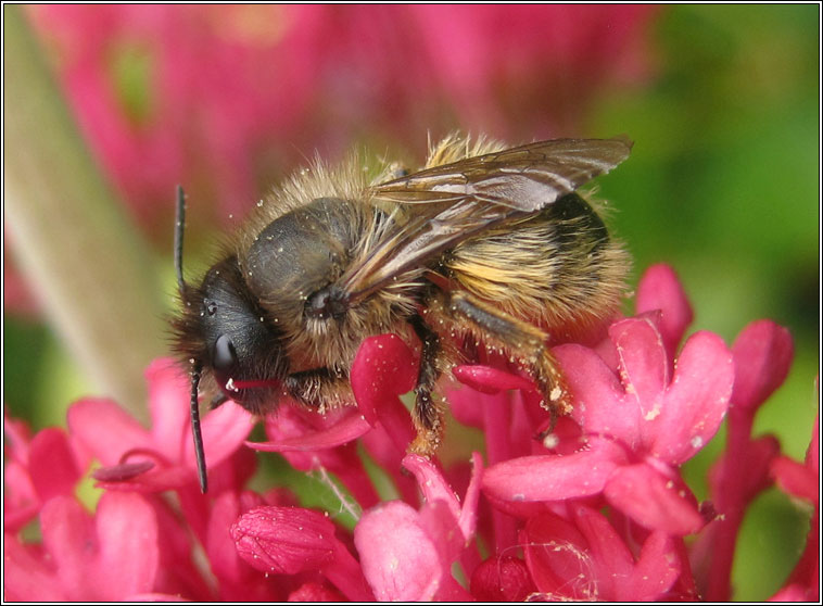 Red Mason Bee, Osmia bicornis