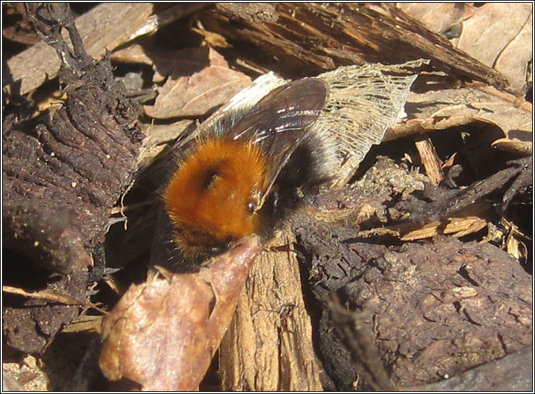 Tree Bee, Bombus hypnorum