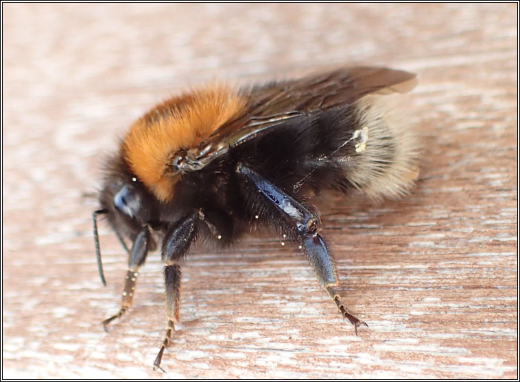 Tree Bee, Bombus hypnorum
