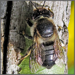 Megachile sp