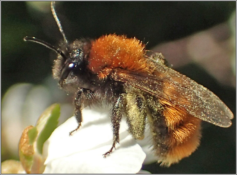 Andrena fulva, Tawny Mining Bee