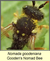 Nomada goodeniana, Gooden's Nomad Bee