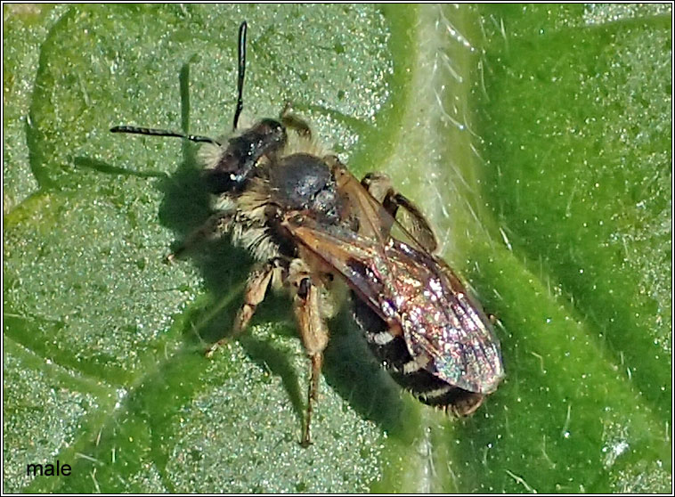 Andrena flavipes, Yellow-legged mining bee