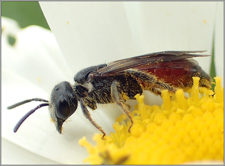 Sphecodes monilicornis, Box-headed Blood-bee