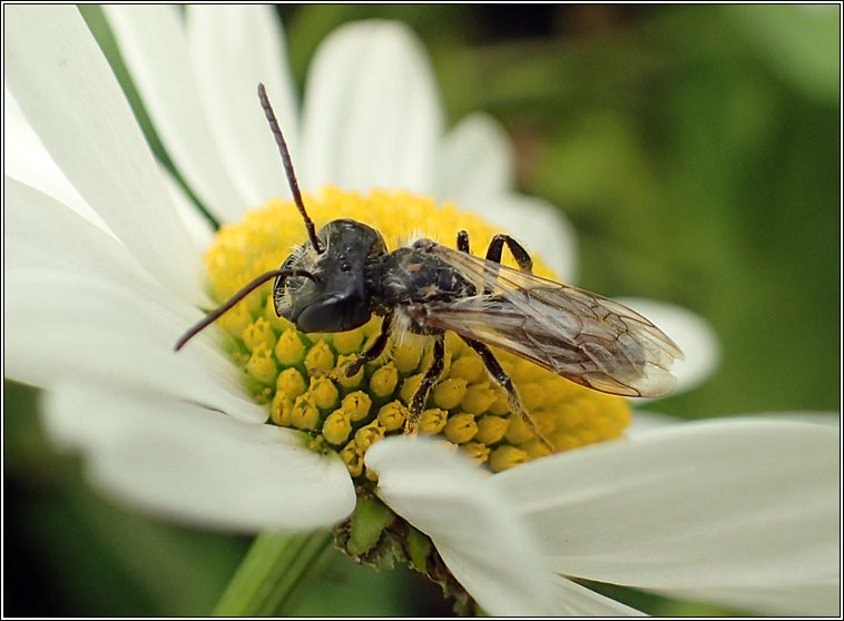 Andrena bucephala, Big-headed Mining Bee