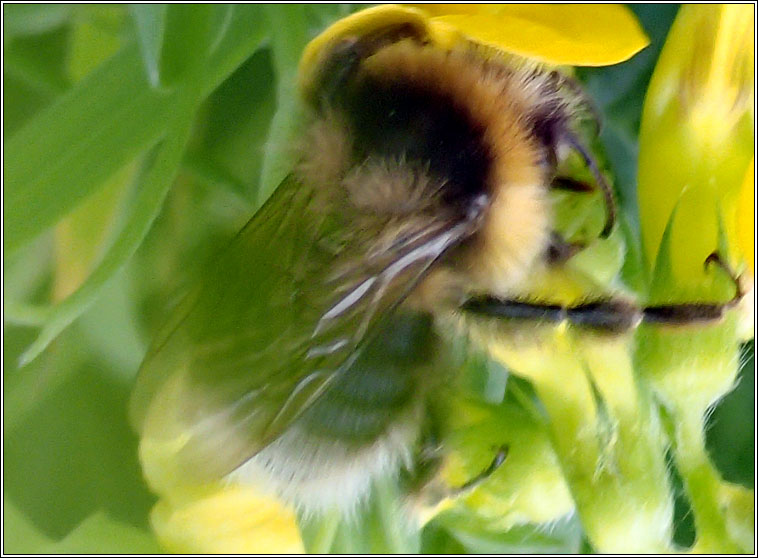 Heath Bumblebee, Bombus jonellus