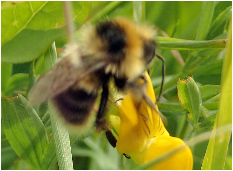 Heath Bumblebee, Bombus jonellus