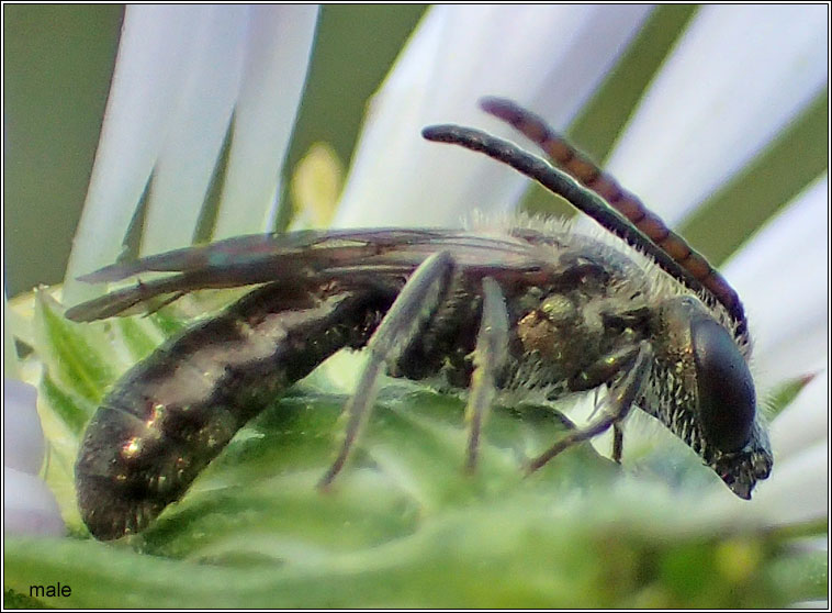 Lasioglossum morio, Common Green Furrow-bee