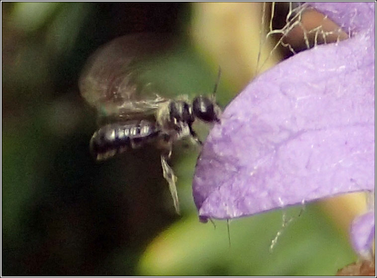 Chelostoma campanularum, Harebell Carpenter bee