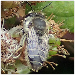 Megachile leachella, Silvery Leaf-cutter