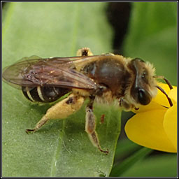 Andrena wilkella, Wilke's Mining Bee