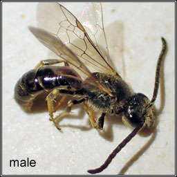 Lasioglossum pauxillum, Lobe-spurred Furrow-bee