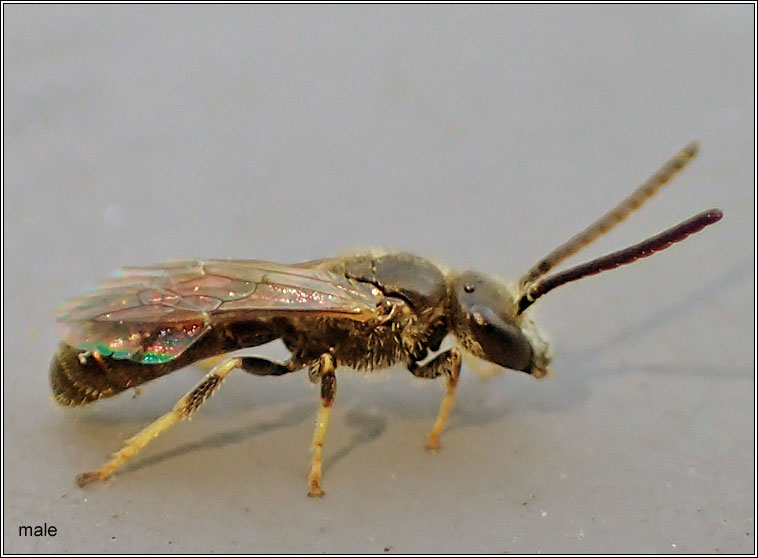 Lasioglossum pauxillum, Lobe-spurred Furrow-bee
