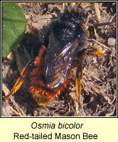 Osmia bicolor, Red-tailed Mason Bee