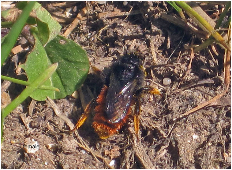 Osmia bicolor, Red-tailed Mason Bee