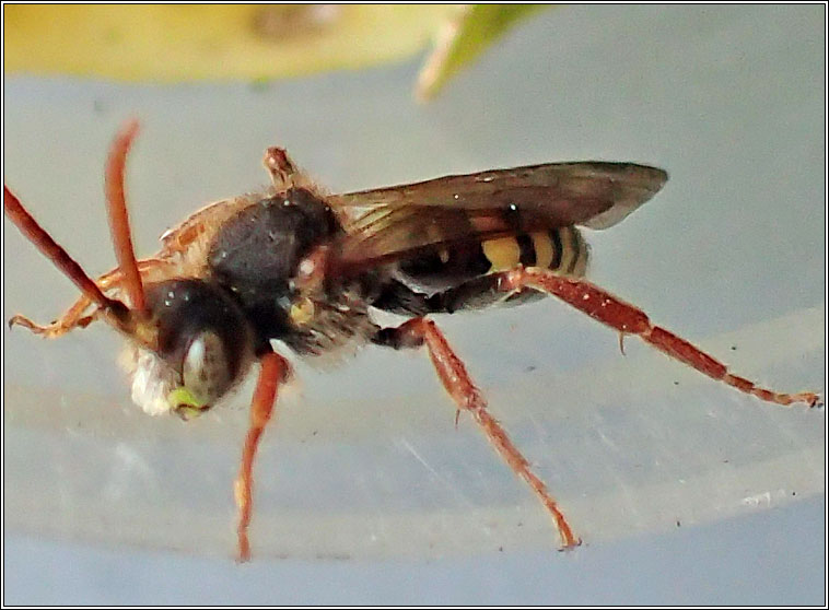 Nomada marshamella, Marsham's Nomad Bee
