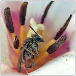 Andrena labiata, Red-girdled Mining Bee