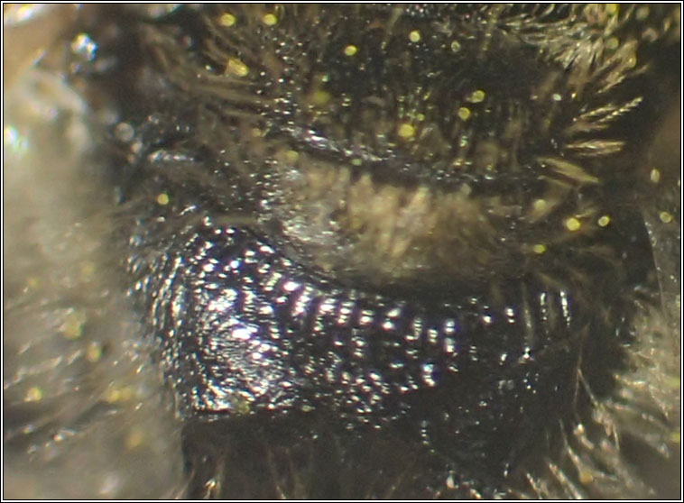 Lasioglossum albipes, Bloomed Furrow Bee