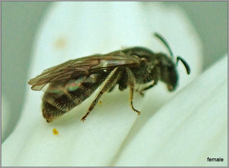 Lasioglossum minutissimum, Least Furrow Bee
