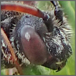 Nomada fabriciana, Fabricius' Nomad Bee