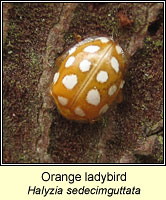 Orange ladybird, Halyzia sedecimguttata