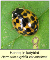 Harlequin ladybird, Harmonia axyridis var succinea