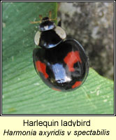Harlequin ladybird, Harmonia axyridis var spectabilis