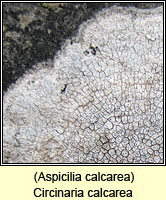 Aspicilia calcarea