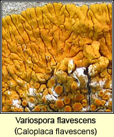Variospora flavescens (Caloplaca flavescens)
