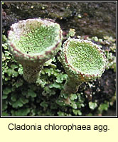 Cladonia chlorophaea agg