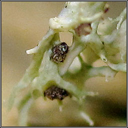 Unguiculariopsis lettaui