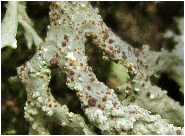 Unguiculariopsis lettaui