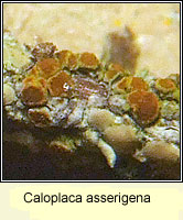 Caloplaca asserigena