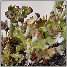Cladonia cervicornis subsp cervicornis