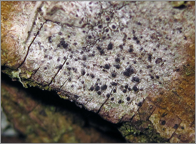 Anisomeridium biforme