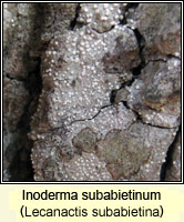 Inoderma subabietinum, Lecanactis subabietina