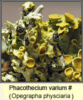 Phacothecium varium (Opegrapha physciaria)
