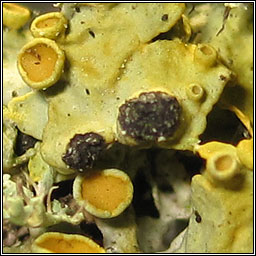 Phacothecium varium, Opegrapha physciaria