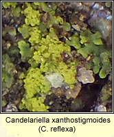 Candelariella xanthostigmoides (C reflexa)